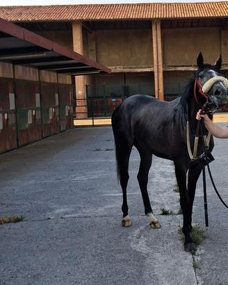 PSI inglese di 3 anni grigio roano
