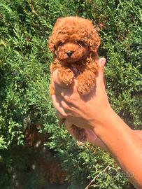 super cuccioli di barboncino toy red