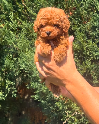 super cuccioli di barboncino toy red