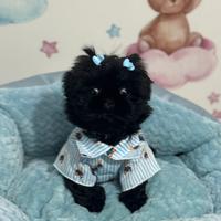 Shihtzu