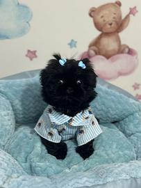 Shihtzu