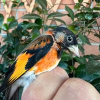 Cambio con cardellino acianico