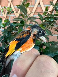 Cambio con cardellino acianico