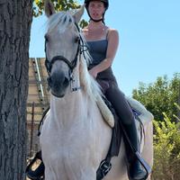 Cavallo Palomino