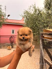 Spitz nano
