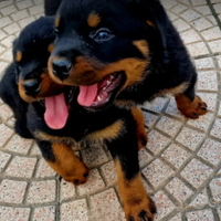 Rottweiler Cuccioli