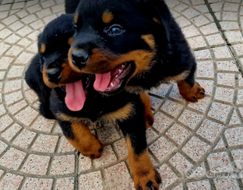 Rottweiler Cuccioli