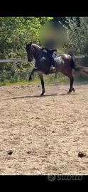 Splendido Cavallo Cruzado
