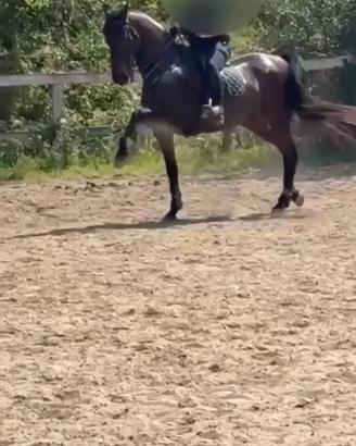 Splendido Cavallo Cruzado