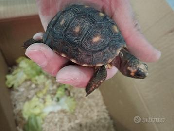 Tartarughe Carbonarie