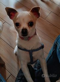 Cane chihuahua