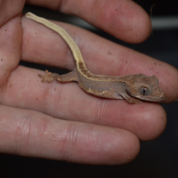 Gechi ciliatus (Crestato)