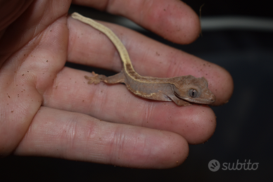 Gechi ciliatus (Crestato)