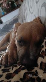 Cane amstaff