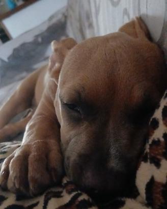 Cane amstaff