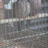 Coppia di tortore talpacoti