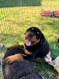 Cuccioli di Rottweiler con Pedigree