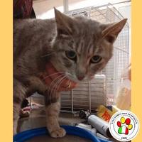 Femmina - 2 annI circa