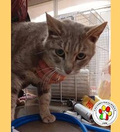 Femmina - 2 annI circa