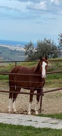 Cavalla Araba