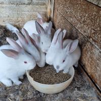 Conigli nani di taglia media, meticci