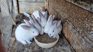 Conigli nani di taglia media, meticci