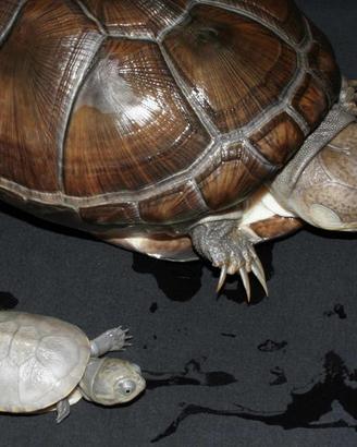 PELOMEDUSA SUBRUFA femmina