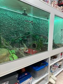 terrario professionale xxl 200x100x200cm completo