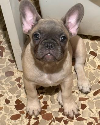Bulldog francese
