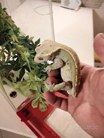 Geco ciliatus maschio