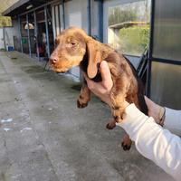 Cucciolata di bassotti a pelo duro