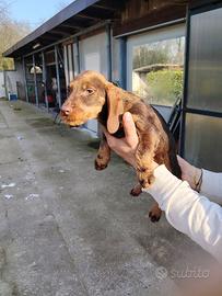 Cucciolata di bassotti a pelo duro