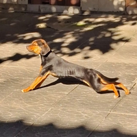 Cucciolo meticcio pinscher/bassotto 11 mesi