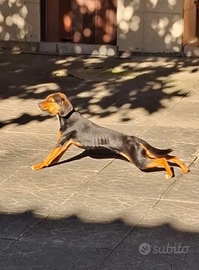 Cucciolo meticcio pinscher/bassotto 11 mesi