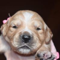 GOLDEN RETRIEVER cuccioli
