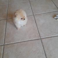 Cucciolo di spitz tedesco