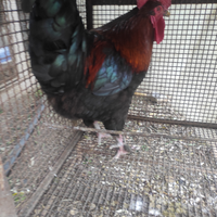 Gallo marans