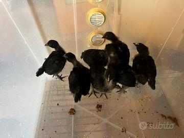 Pulcini australorp