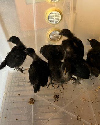 Pulcini australorp
