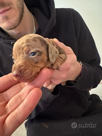 Ultimo cucciolo di Bassotto