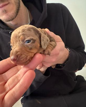 Ultimo cucciolo di Bassotto