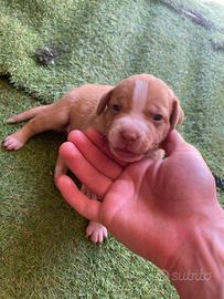 Pitbull