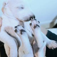 Cuccioli di Piccolo Levriero