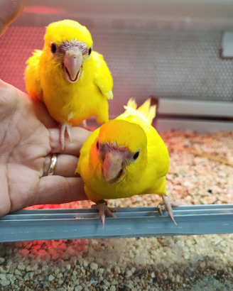 Kakariki allevato a mano domestico