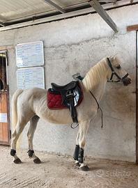 Super Pony 2010 - Cavallo