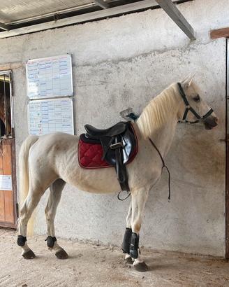 Super Pony 2010 - Cavallo