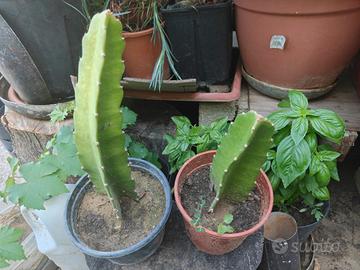 Pitaya frutto del drago