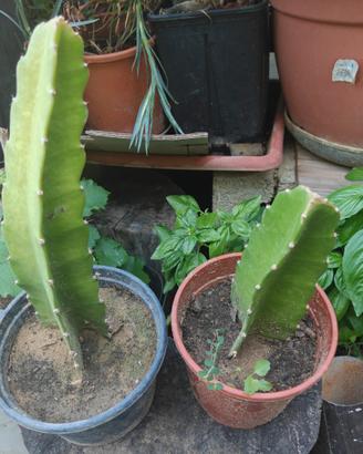 Pitaya frutto del drago