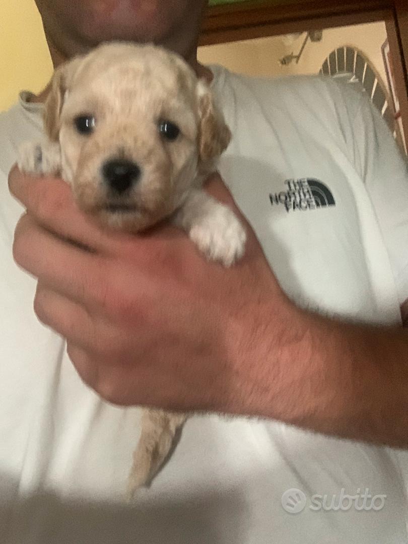 Maltipoo - Animali In vendita a Roma