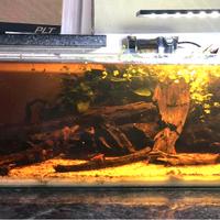 Acquario- wabi kusa - ADA - caridinaio